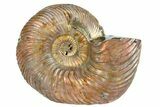 One Side Polished, Pyritized Fossil Ammonite - Russia #174952-1